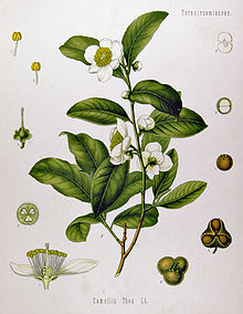 picture of Camellia Sinensis plant